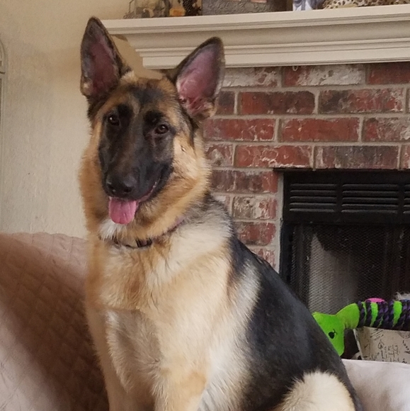 Meet your Posher, Theresa - Picture 4 of 4